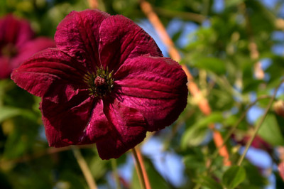 Cl.vit.Royal_Velours0108a.jpg