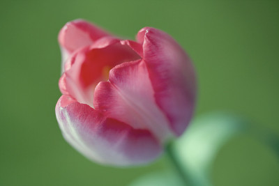 Tulpeneu2-1.jpg