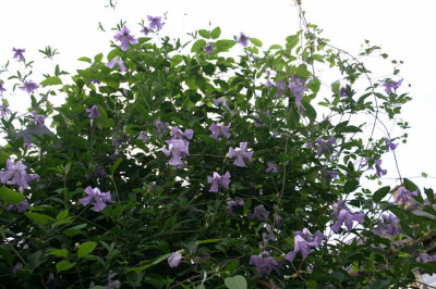 Cl.vit.Betty_Corning0308a.jpg