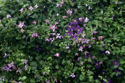 Cl.vit.Tango_u.Etoille_Violett0508a.jpg