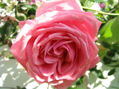 coral00001.jpg
