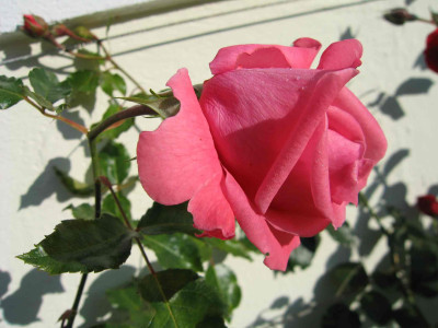 coraldawn009.jpg
