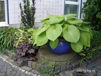 SS_IMGP1481.JPG