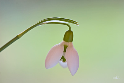 Galanthus-elwesii-2-heller-Jan2709.jpg