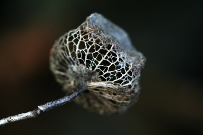 Malva-moschata-2.jpg