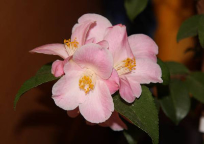 IMG_0128_k.jpg