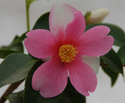 2009_Yume.jpg