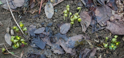 Winterlinge_0010__2052.jpg