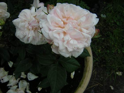 Irene_Watts_Beate.JPG