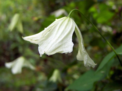100_4515HagelbyWhite640.jpg