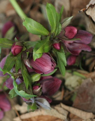 helleborus_orientalis_1436.jpg