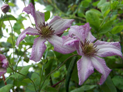 100_4506LittleNell640.jpg