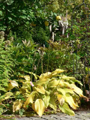 HoneyBells_Herbst2008.jpg