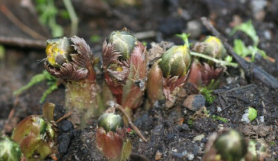 adonis_amurensis_1432.jpg