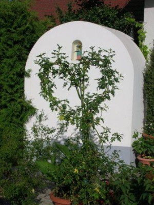 Garten2008_018.JPG