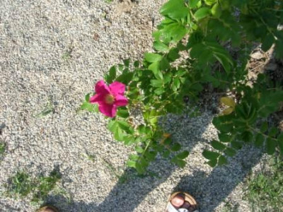 Garten2008_133.JPG