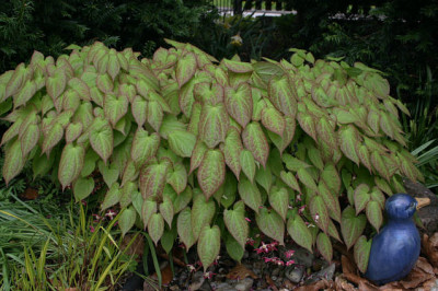 Epimedium0308a.jpg