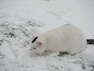 knut_doppelganger.jpg