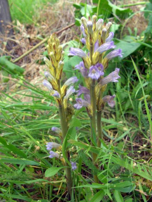 orobanche_001-1_Desktop_Auflosung.jpg