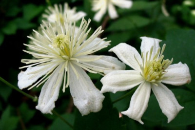 Clematis_Potaninii_farg._Soulei.JPG