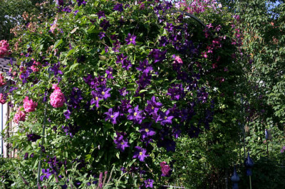 Cl.vit.Viola0507b.jpg