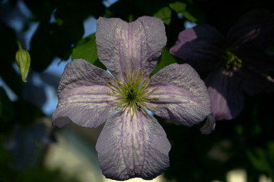 Cl.vit.Emilia_Plater0408.jpg