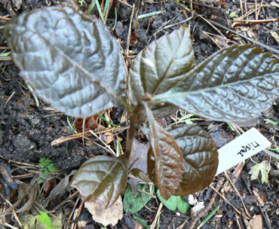 090125_Mispel.jpg