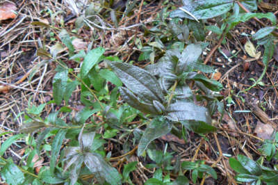 090125_cistus_2.jpg