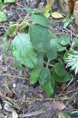 090125_cistus_1.jpg