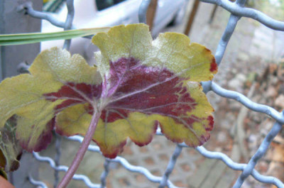090125_Heuchera.jpg