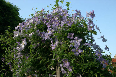 Cl.vit.Emilia_Plater0608a.jpg