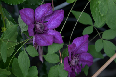 Clematis0808a.jpg