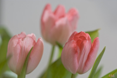 3-Tulpen-Jan3009.jpg