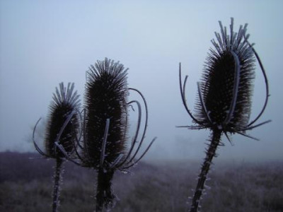 PICT1483.jpg