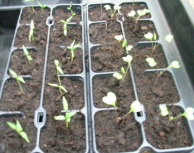 paprikohlra09.JPG
