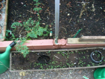 aussaat2009.JPG