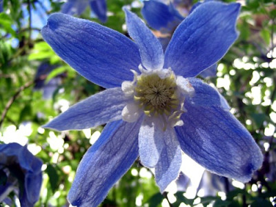 alp._Blue_Princess...JPG