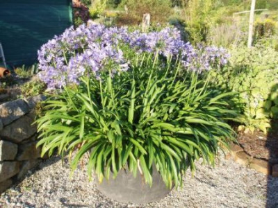 agapanthus50Jahre.jpg