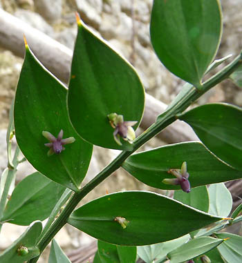 ruscus_blute.jpg