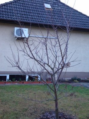 InternetAprikose.jpg