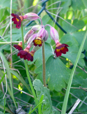 Samlings-Primel_dunkelrot_2008.jpg