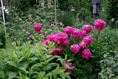 Pfingstrosen2107a.jpg
