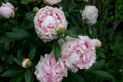 Pfingstrosen_Sarah_Bernhardt0207a.jpg