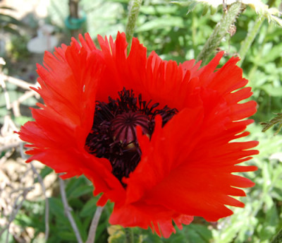 Turkischer_Mohn_Turkenlouis_0010__R_6105.jpg