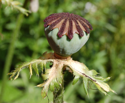 Turkischer_Mohn_Turkenlouis_0015__R_6106.jpg