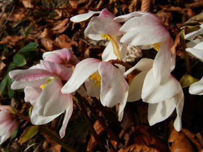 DSCF1206.JPG
