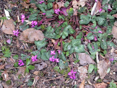 Cyclamen_coum_nach_Barfrost_2.2.09.jpg
