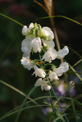 lathyrus_latifolia_var_alba.jpg