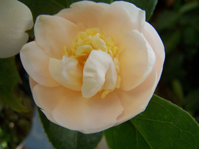 100_0837_Camellia_Botanyuki_800.jpg
