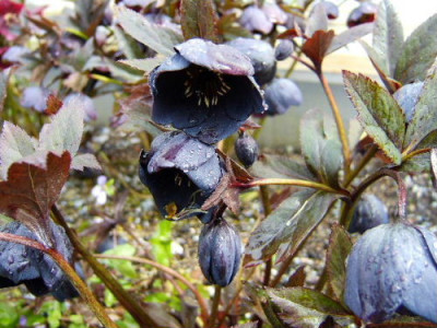 DSCF28371.JPG